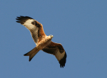 Red Kite