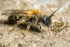 Andrena bicolor (m)