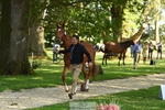 111-CREEVAGHSTABLES_IFICUDIWUD-Tim_Cheffings-WEDTrotUp+DR portfolio