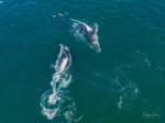 A Pair of Humpbacks Relaxing 3. DJI_0305