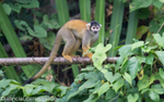 Squirrel Monkey