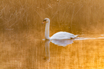 Yarrow Valley Swan