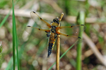Four-spotted Chaser