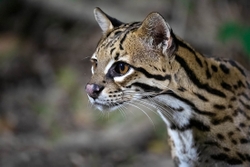 ocelot 1