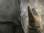 Rhino at close quarters 