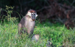 White-collared mangabey