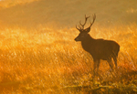 Red Deer