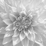 Dahlia #4