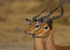 Impala twins