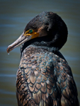 Black Cormorant