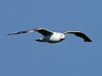 Great Black-backed Gull