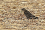 Brewer's Blackbird portfolio