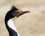 Imperial Shag head in profile, Carcass Island, Falklands