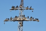 Cormorants