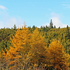 Larix laricina