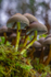 Fungi in the Forest, Ireland.