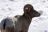 Rocky Mountain Big Horn Sheep