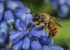 Osmia bicornis (m)
