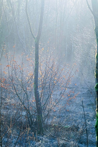 january defrosting woodland bog