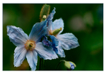 Meconopsis betonicifolia