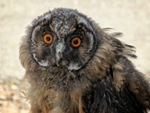 Juvenile Short-Eared Owl
