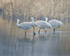Sandhill Crane Three