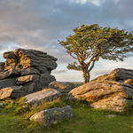 Dartnoor - Lone Tree