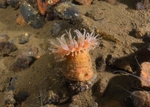 Stomphia coccinea