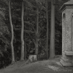 Hill fort with beeches and folly, Beckbury Camp, Cotswolds, England