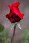 Red Rose