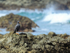 Common Black Hawk on coast, Casa Corcovado, Costa Rica