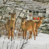 The Three Amigos - White-tailed Deer Urban Settting