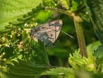 Purple Hairstreak