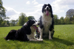 The pair 2