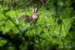 Rabbit in long grass, Broad Water, Moira, N.Ireland.
