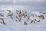 Black Skimmers