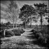 Ockham Common 2