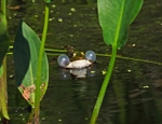 Edible Frog