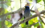 Pale Chinned Flycatcher