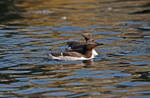 Common Guillemots