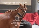 JAC_6523