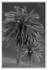 Two Palms
