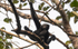 Hoolock Gibbon male