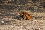 Red Deer