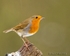 Robin-3849