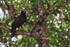 Black Hawk-Eagle perched, Pantanal, Brazil