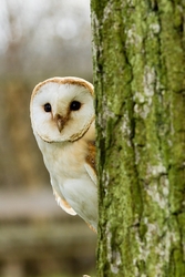 Barn Owl