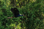 Purple Swamphen in flight, Gao Giong, Vietnam