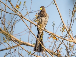 Plantain Eater