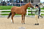 Cls 41 In Hand Hack + Riding Horse portfolio